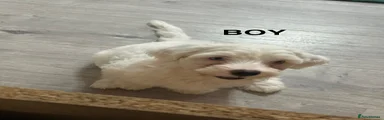 Bichon Frise 2