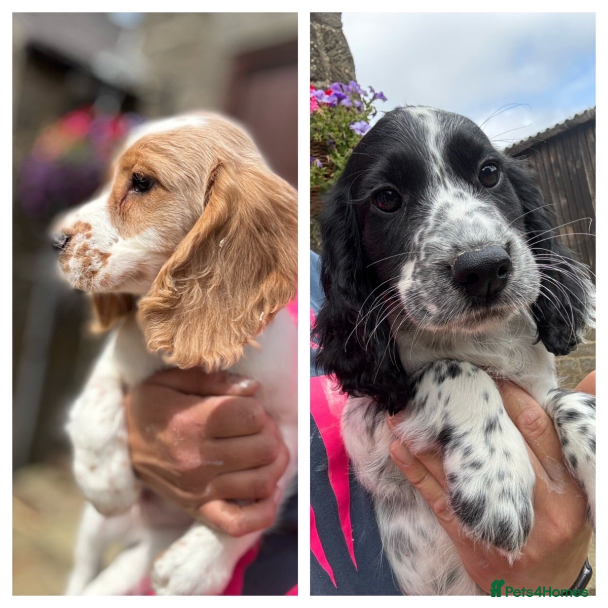 Cocker Spaniel dogs Gorgeous KC Cocker Spaniels - Advert 1