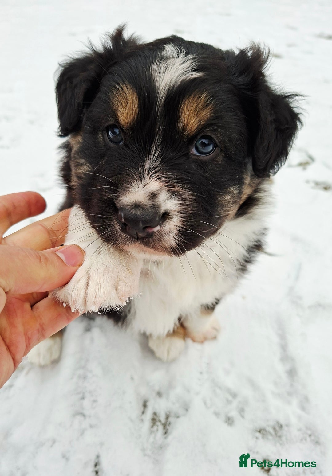 Australian Shepherd dogs for sale: Beautiful Australian Shepherd puppy for sale  - Advert 11