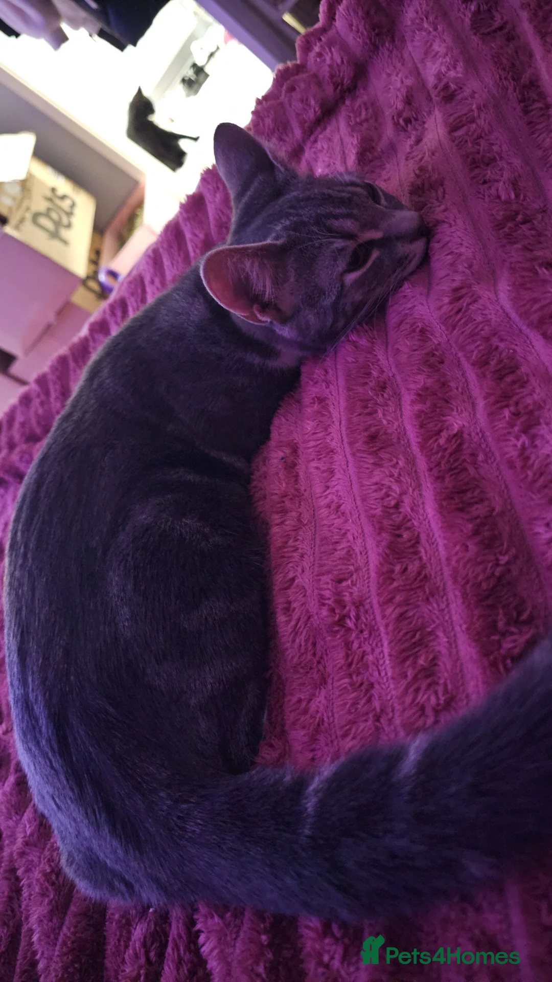 British Shorthair cats for sale: FREE ASAP 3 cats for rehoming due to moving abroad - Advert 14