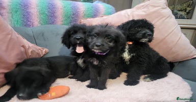 Mixed Breed dogs - Advert 4