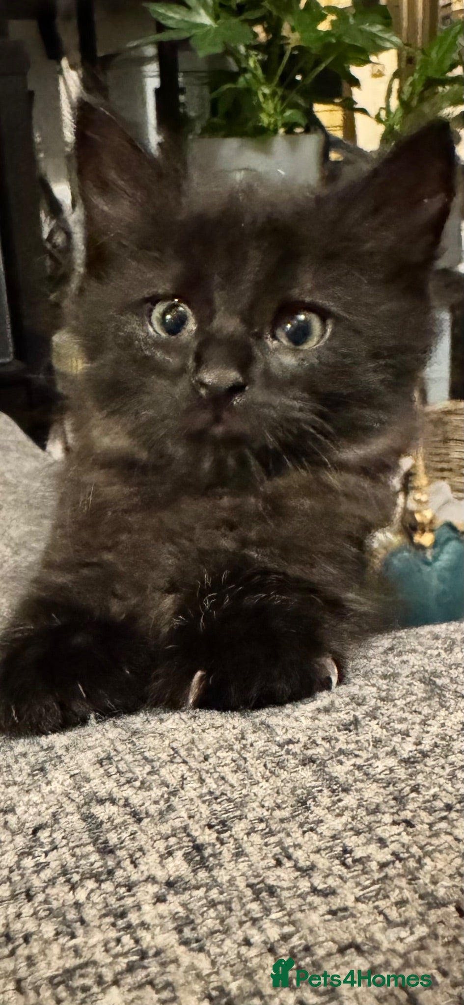 Mixed Breed cats Beautiful 🐈‍⬛ kittens x - Advert 2