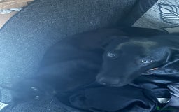 Mixed Breed dogs for sale: 1 belgian shepherd and 1 Sheprador - Image 4