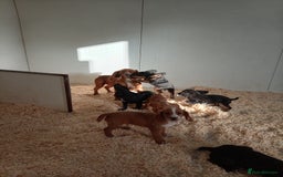 Cocker Spaniel dogs for sale: Kc reg working Cocker spaniels  born 13th July  - Image 11