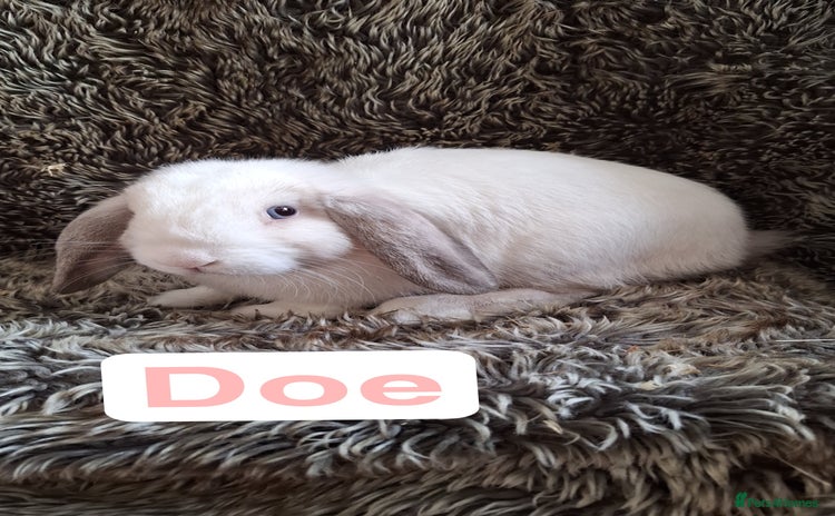 Mini Lop rabbits - Advert 4