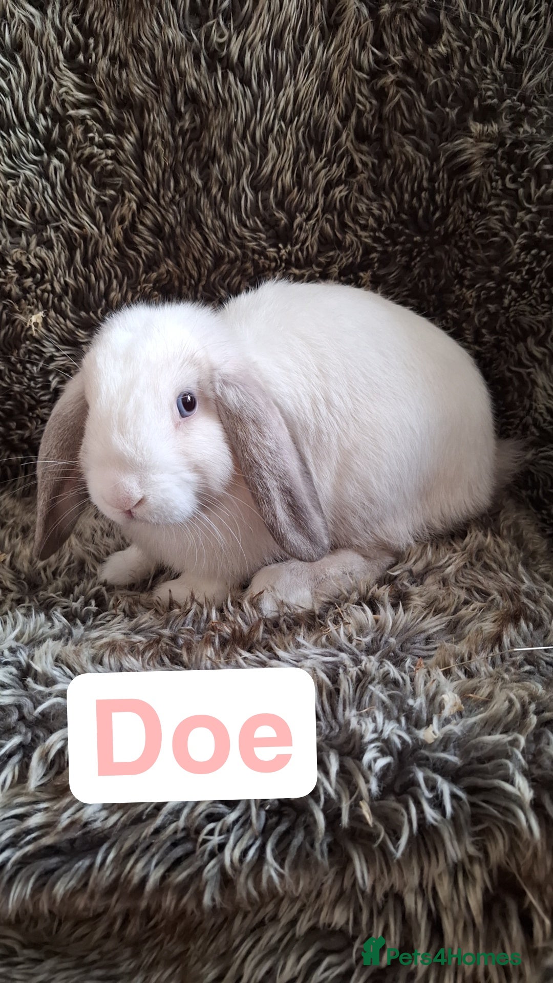 Mini Lop rabbits for sale: Cute & Cuddly Baby Mini Lops - Image 1