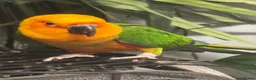 Conures birds for sale: Jenday Conure - Advert 4