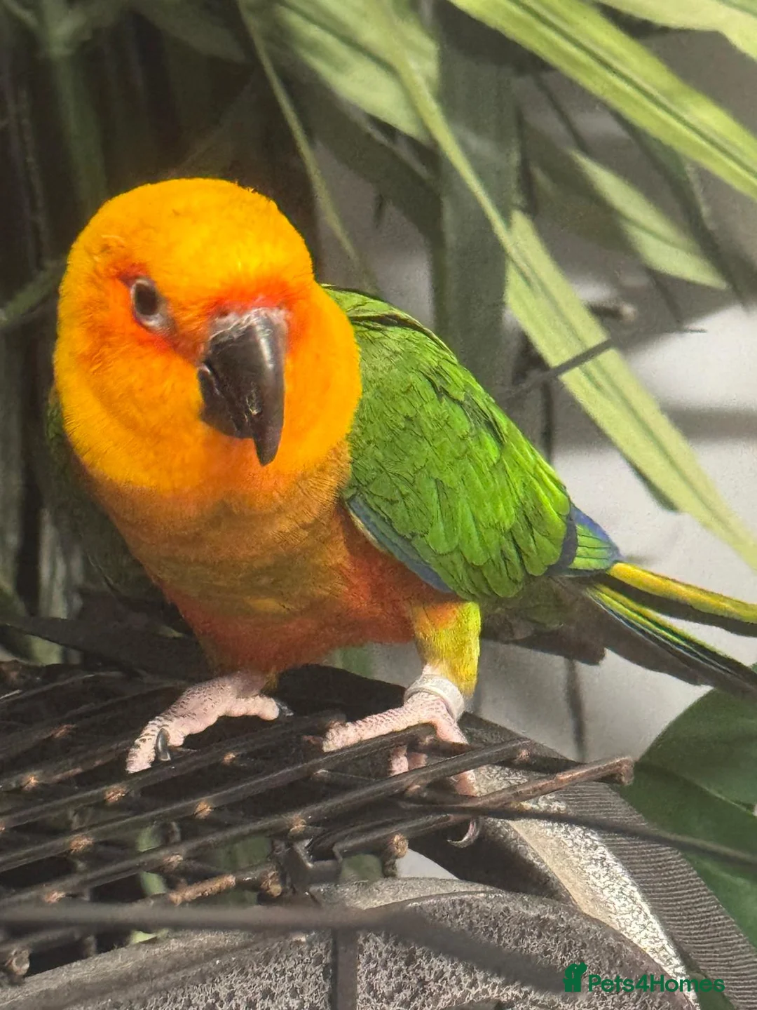 Conures birds for sale: Jenday Conure - Advert 4