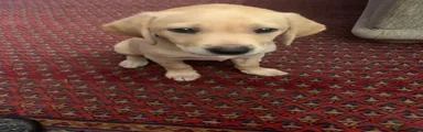 Labrador Retriever 4