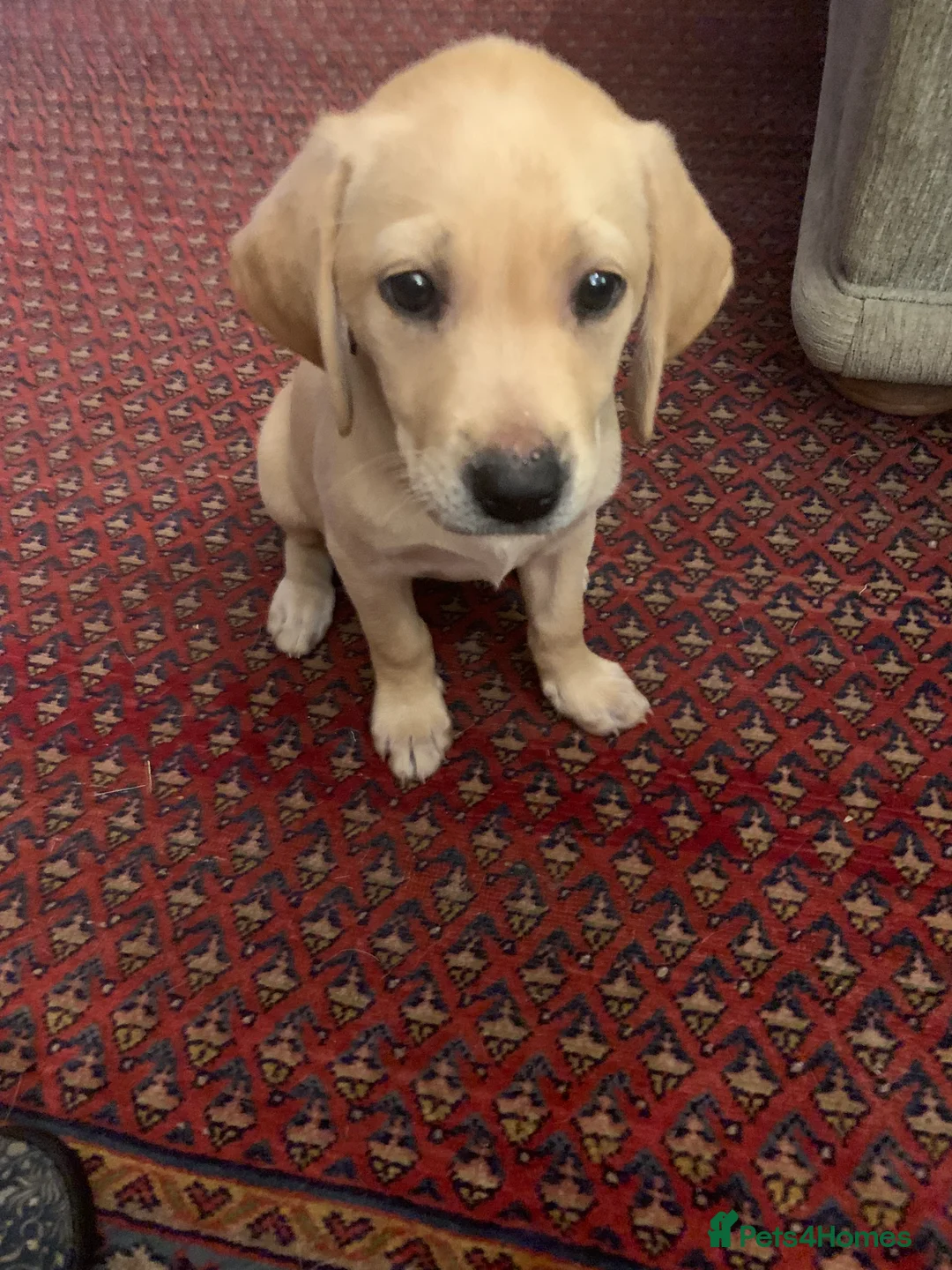 Labrador Retriever dogs for sale: 5 Labrador puppies 2 male 3 female - Advert 2