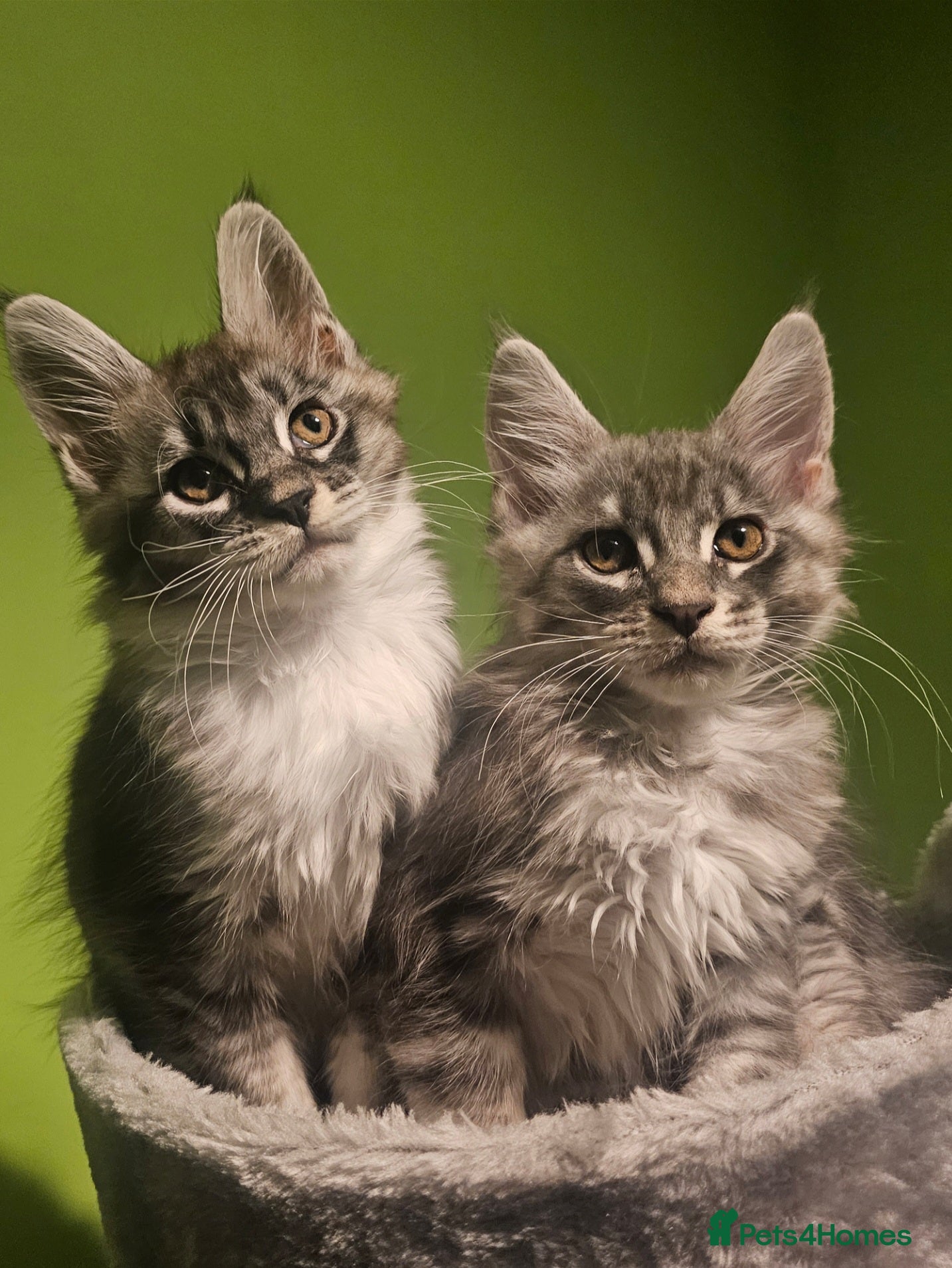 Maine Coon cats Champion bloodline maine coon kittens TICA - Advert 6