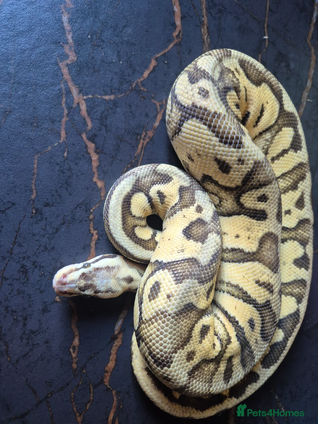 Python Snake reptiles for sale: Various ball pythons  - Advert 7