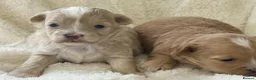Maltipoo dogs for sale: Stunning Maltipoo’s - Advert 7