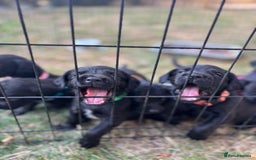 Springador dogs for sale: Stunning black/black&white springador pups - Image 6