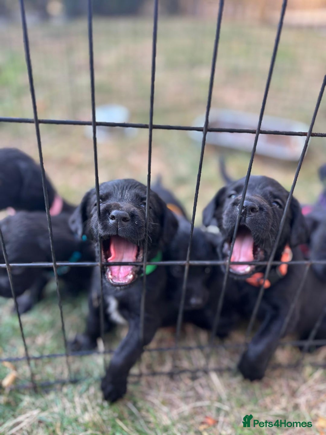 Springador dogs for sale: Stunning black/black&white springador pups - Image 6