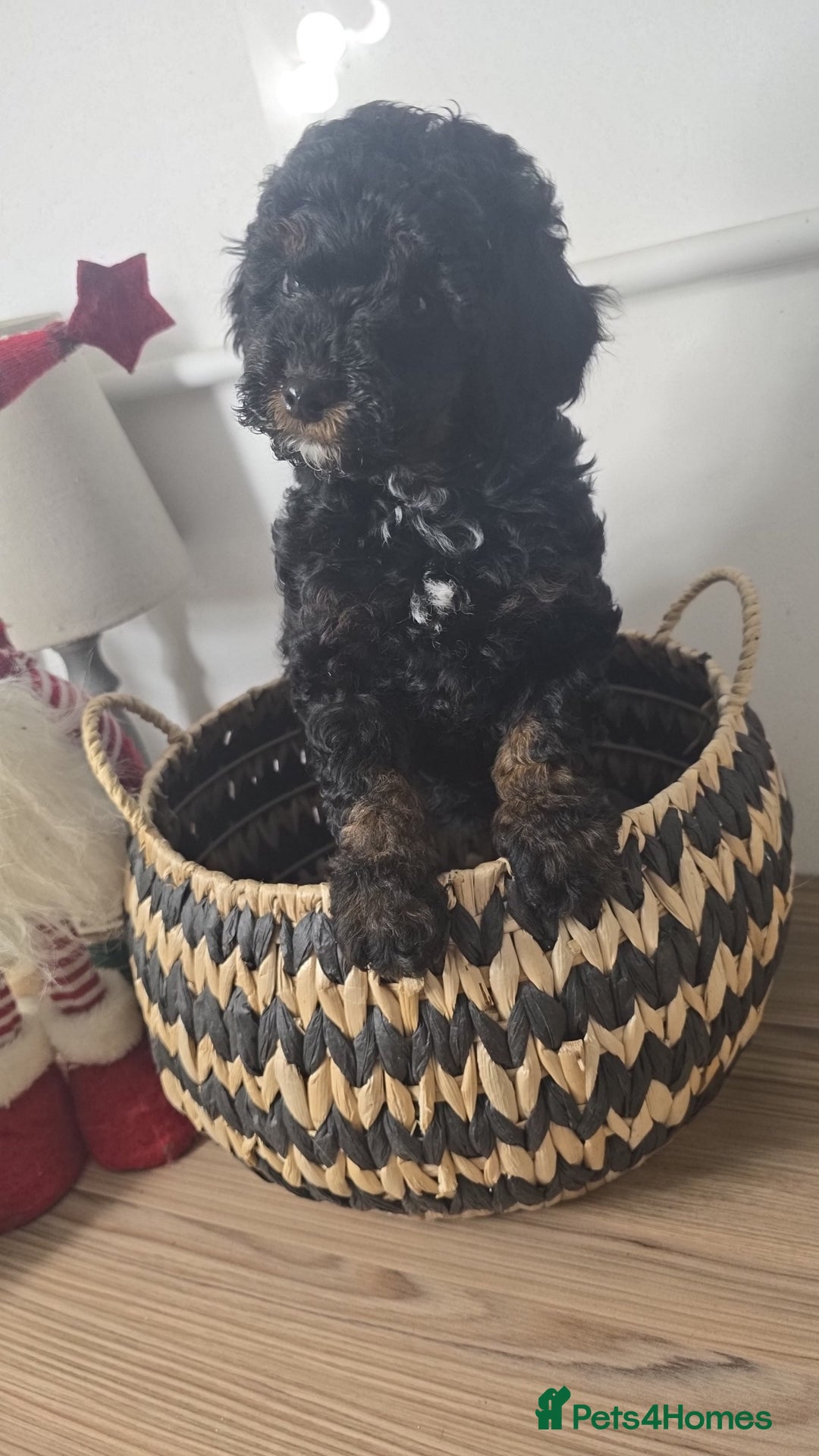 Toy Poodle dogs for sale: Toy Sized Poodles - Ready now - Advert 2