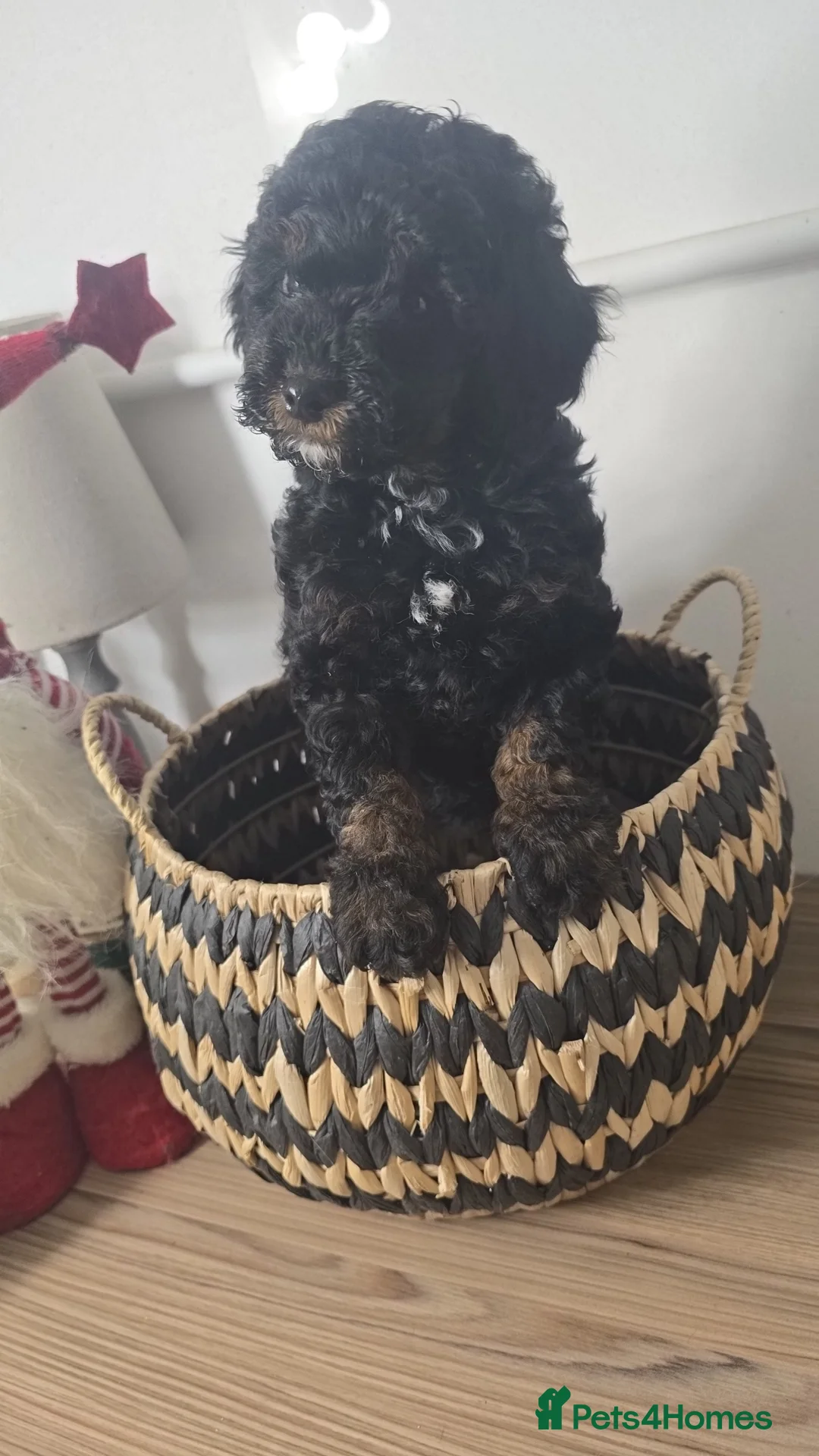 Toy Poodle dogs for sale: Mini merle Poodles - Ready now - Advert 2