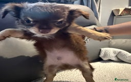 Chihuahua dogs for sale: Stunning litter of 5 long coat chihuahuas - Image 8