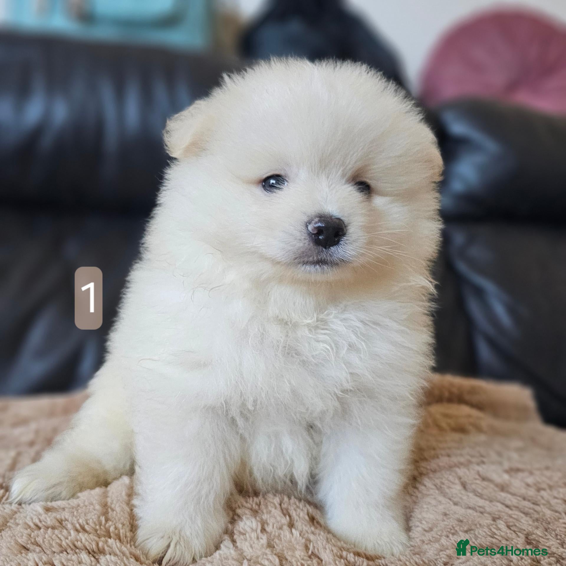 Pomeranian dogs  pomeranian boy - Advert 15