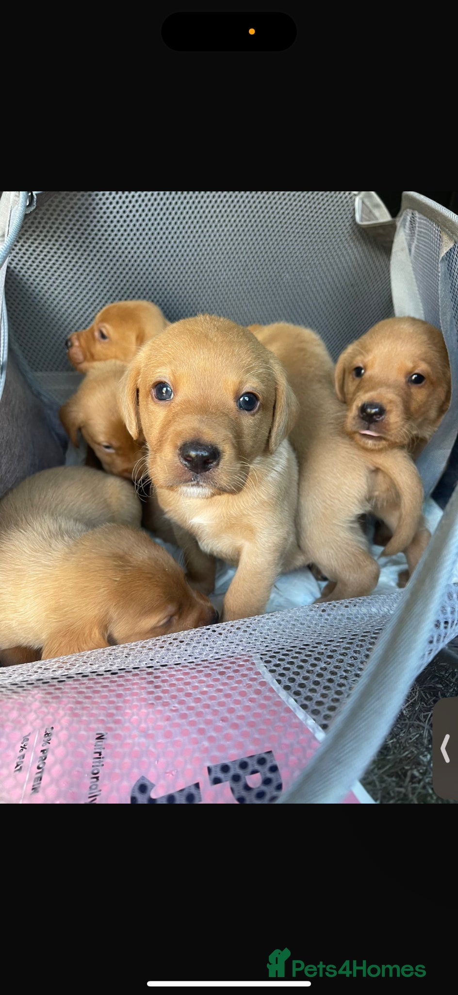 Labrador Retriever dogs beautiful kc registered fox red Labrador puppies  - Advert 1