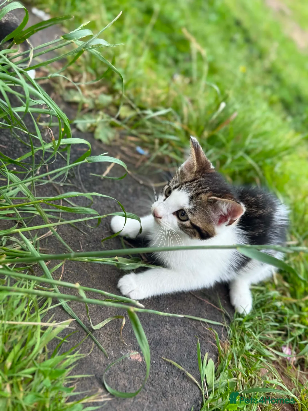 Mixed Breed cats for sale: 4 Male Kittens  in Pontypool - Advert 1