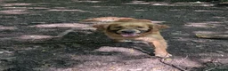 Golden Retriever dogs for stud: KC (red) golden retriever  - Advert 8