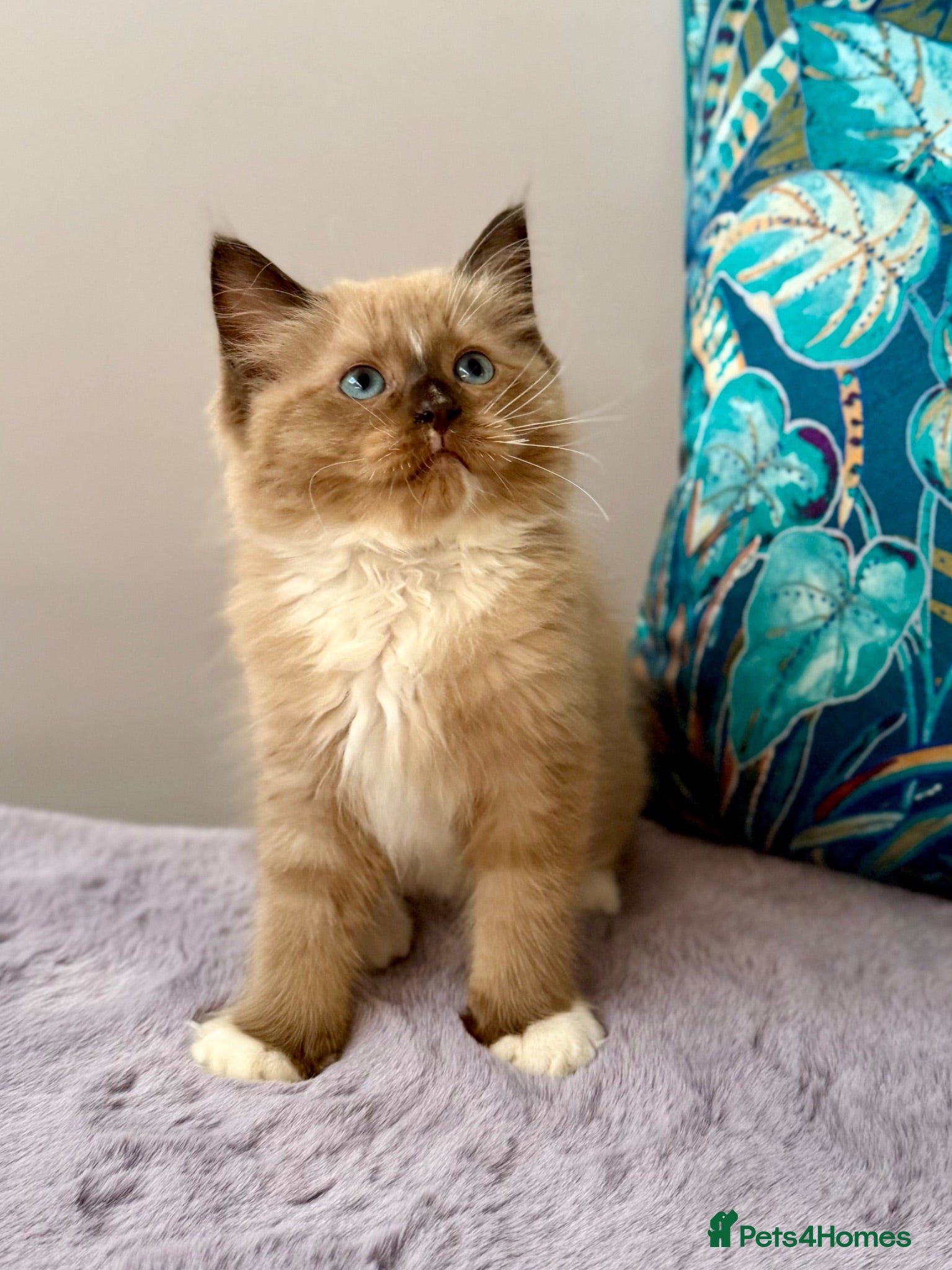 Ragdoll cats TICA registered cherubim and ragdoll kittens - Advert 1