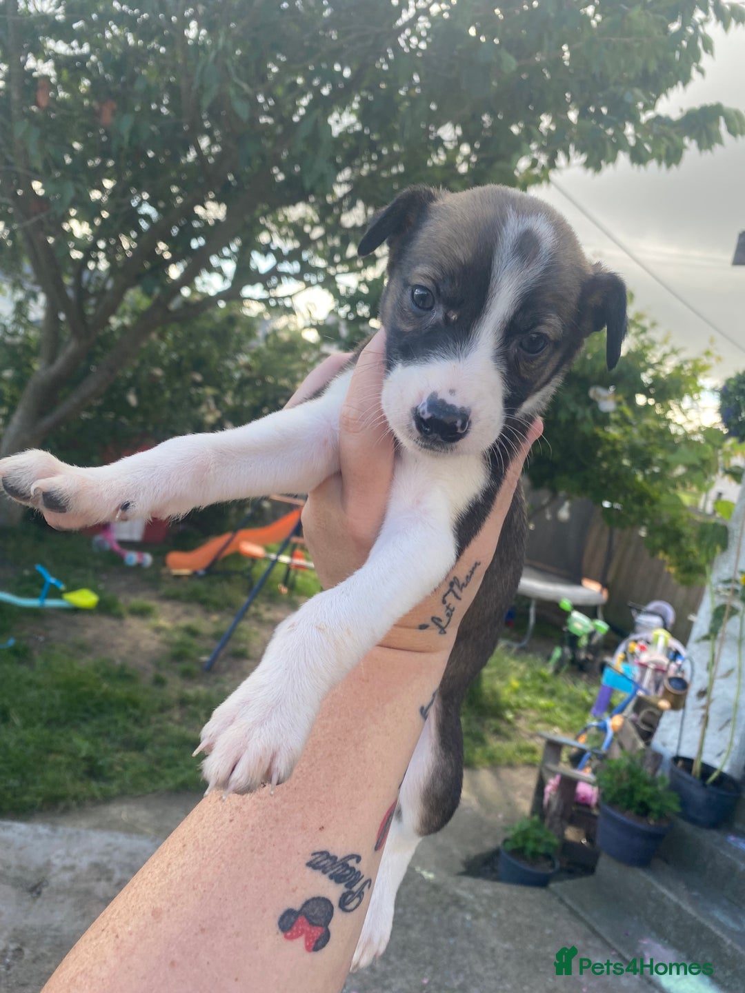 Lurcher dogs for sale: Eight gorgeous mix breed pups - Image 15