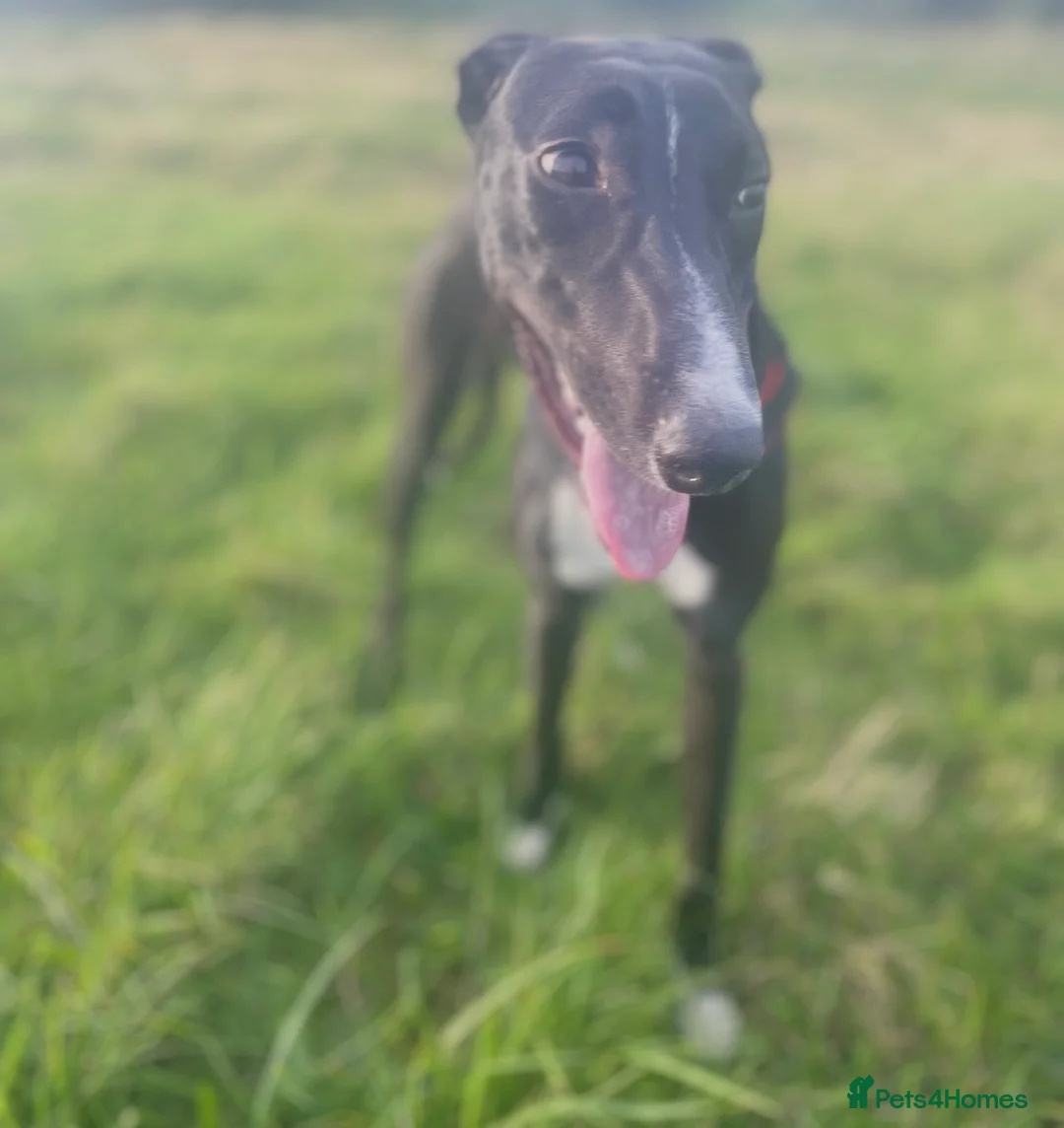 Mixed Breed dogs for sale: Urgent rehoming of Bonnie - Advert 2