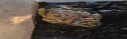 Frog reptiles for sale: CB24 CHUBBY FROG & TIZNIT TOAD - Advert 3