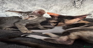 Cornish Rex cats - Advert 13
