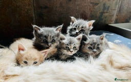 Maine Coon cats for sale: 1 Cream Boy Available. Ready Now.  - Image 15