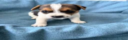 Jack Russell dogs for sale: Beautiful Jack Russell pups, petite, smooth coat.  - Advert 26