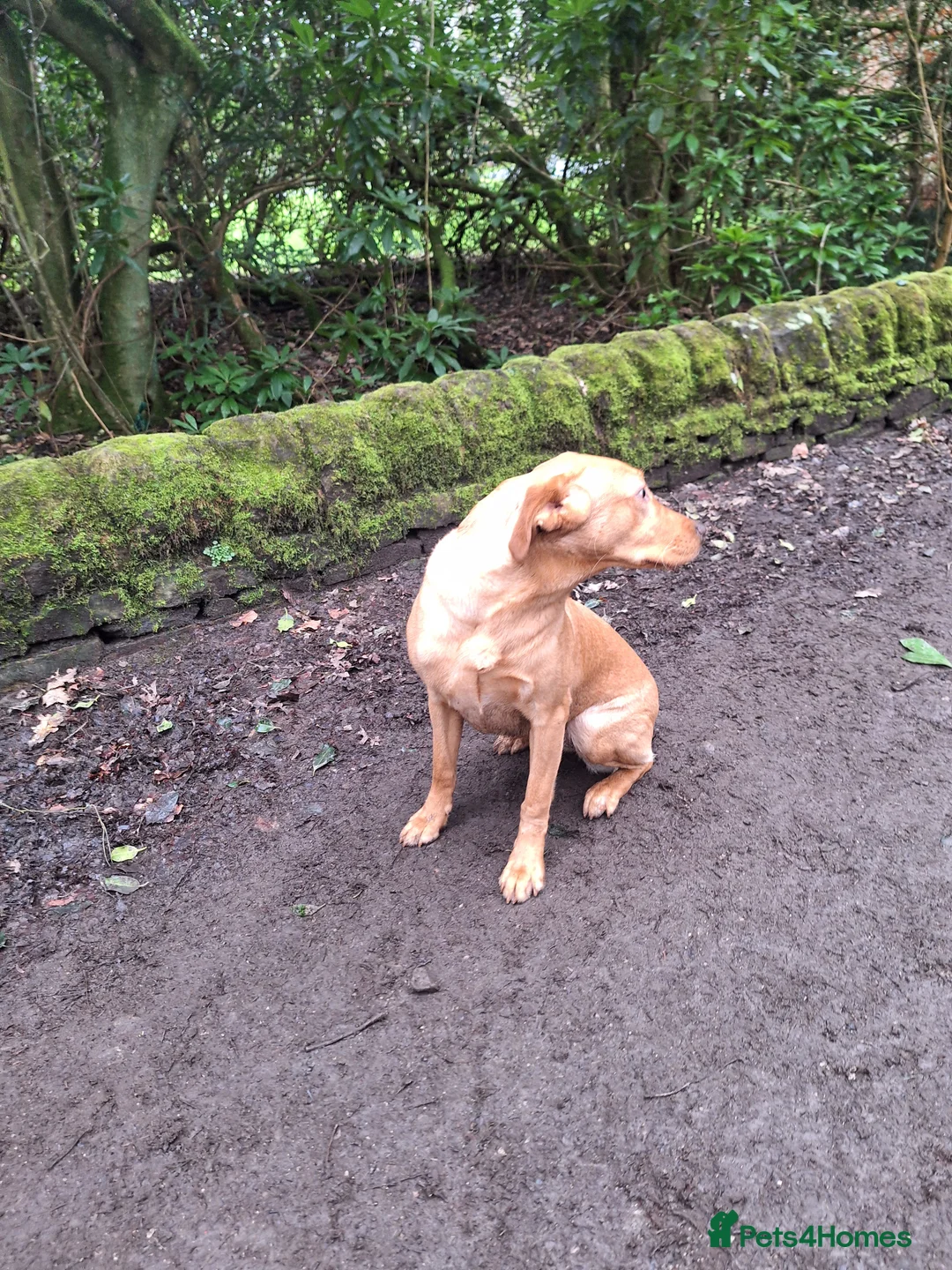 Labrador Retriever dogs for sale: Labrador Bitch 8 months old - Advert 4