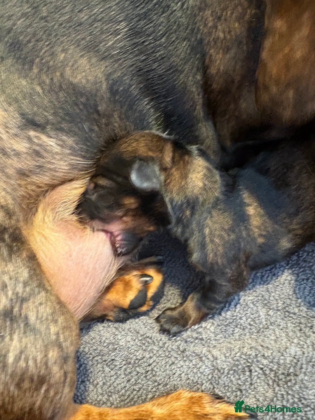 Miniature Dachshund dogs for sale: Miniature dachshund merle - Advert 7