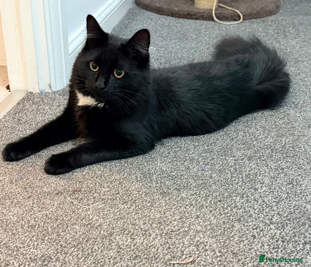 Maine Coon cats for sale: 10 Month old Kitten - Maine Coon - Image 2