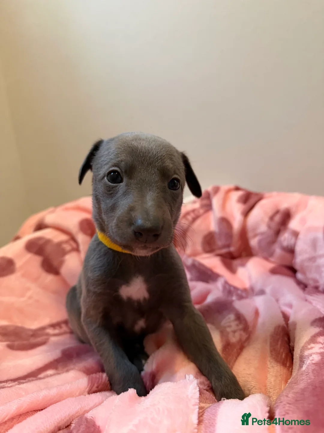 Whippet dogs for sale: Quality KC reg whippet puppies  - Advert 6