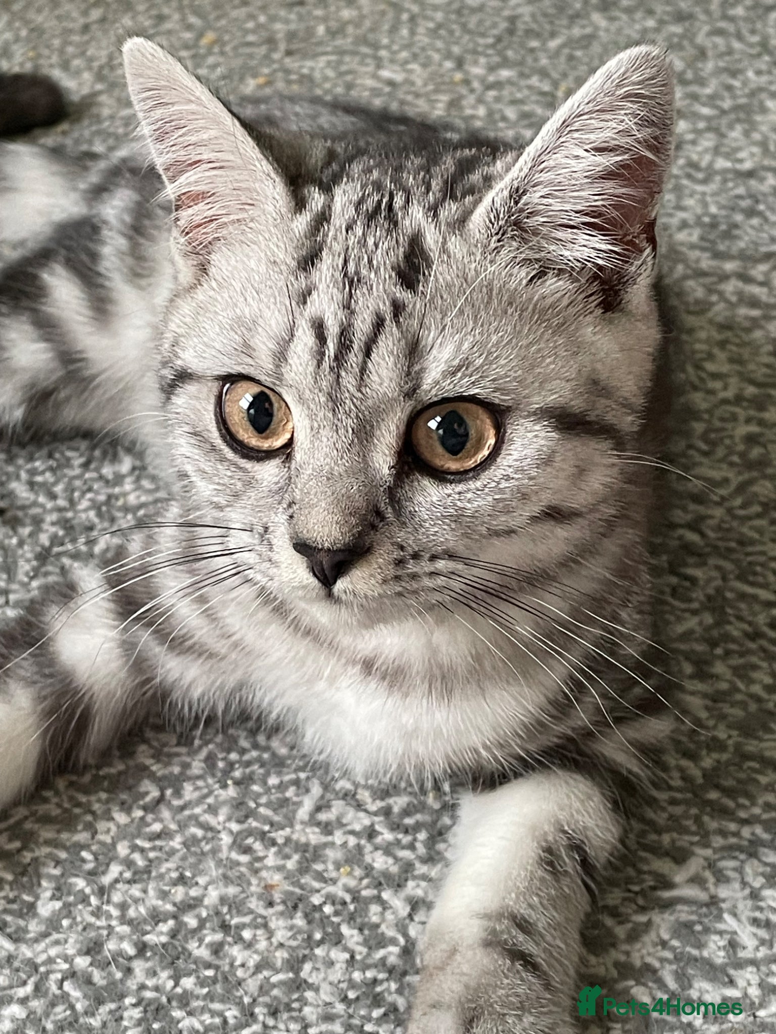 British Shorthair cats GCCF castrated British Shorthair 💙 BOY - Advert 1
