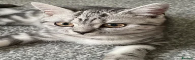 British Shorthair Kitten 1