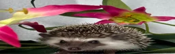Pygmy Hedgehog rodents for sale: African Pygmy Hedgehog  - Advert 8