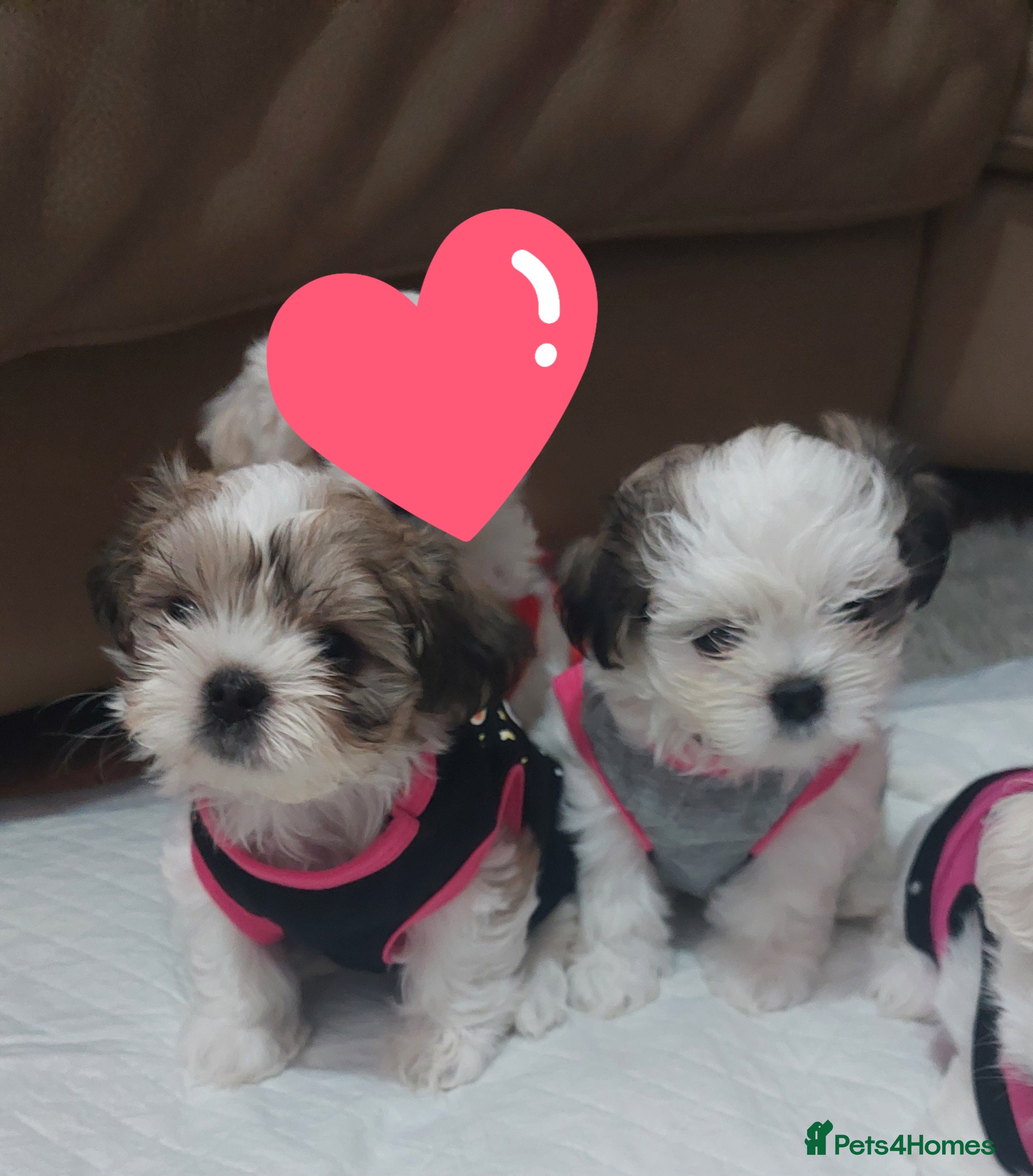 Malshi dogs MALSHI  - Advert 1