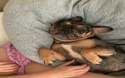 French Bulldog dogs for sale: Blue and tan merle girl for sale  - Image 4