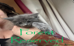 Maine Coon cats for sale: 4 Maine Coon Kittens - Just 2 left - Image 3
