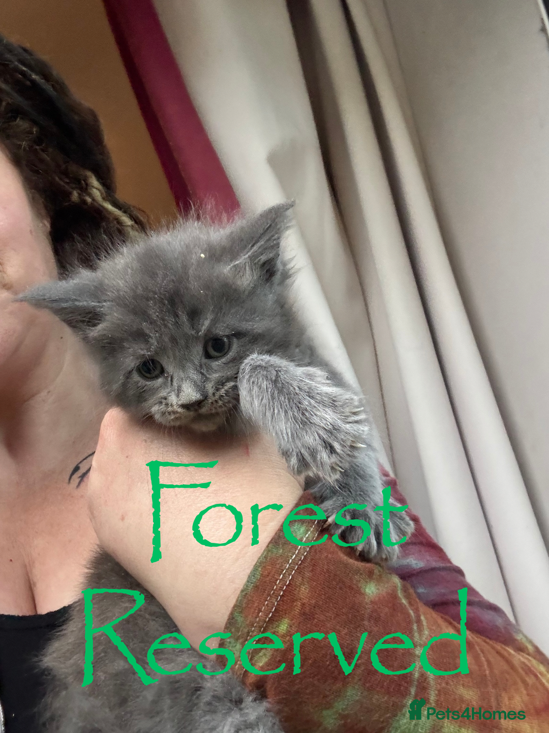 Maine Coon cats for sale: 4 Maine Coon Kittens - Just 2 left - Image 3