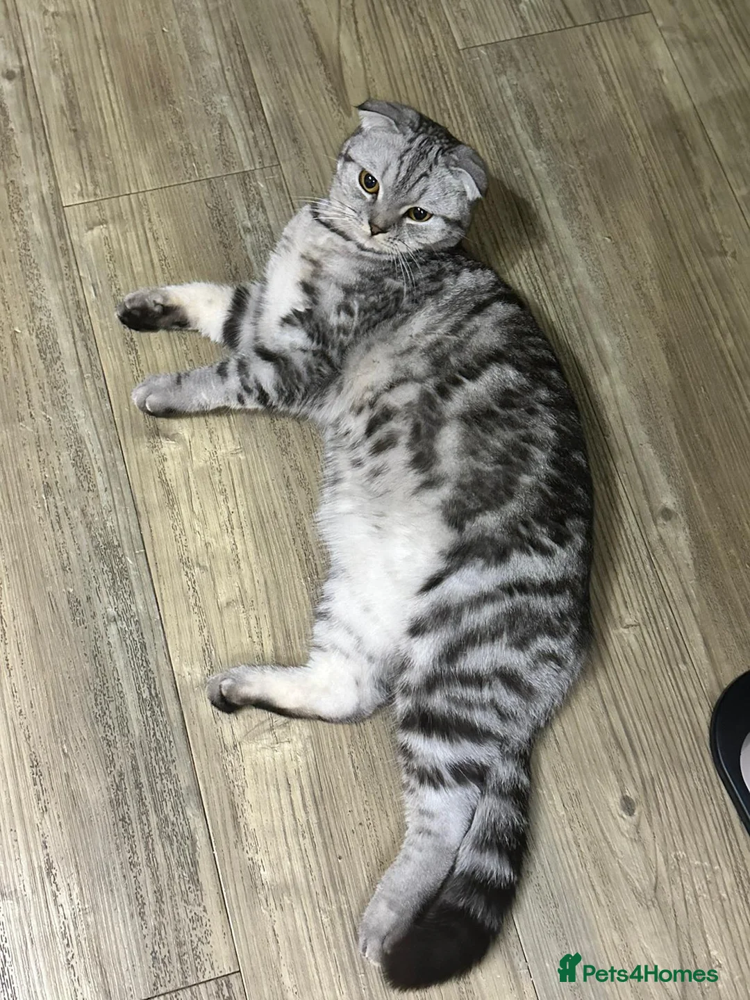 Scottish Fold cats for sale: Blue-Silver 2-year-old Scottish Fold purebred - Advert 2