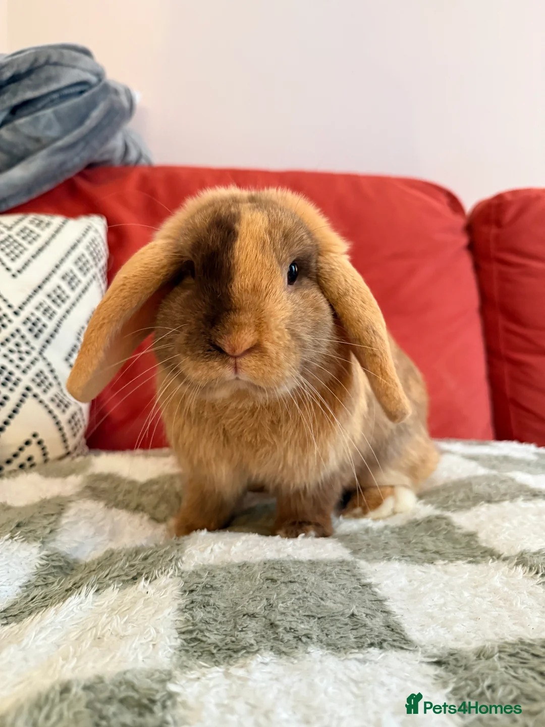 Dwarf Lop rabbits for sale: Two dwarf lop females  - Advert 1