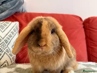 Dwarf Lop rabbits Two dwarf lop females - Advert 1