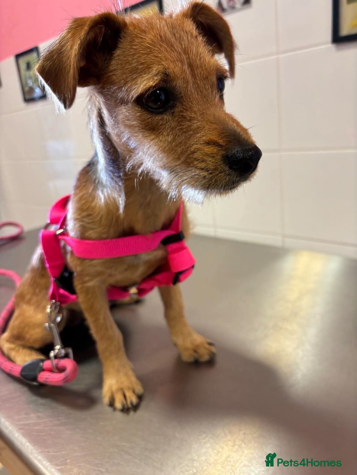 Mixed Breed dogs Sweet Lucy needs her family  - Advert 1