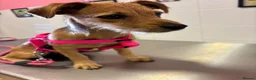 Mixed Breed dogs for sale: Sweet Lucy needs her family  - Advert 1