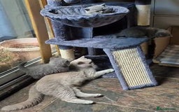 British Shorthair cats for sale: Beautiful, friendly GCCF registered Blue BSH  - Image 8
